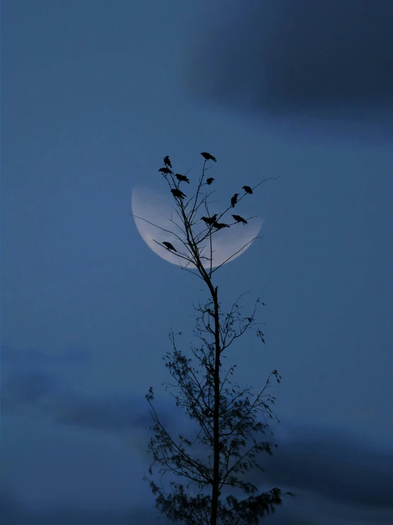 a group of birds sitting on top of a tree, an album cover, by Attila Meszlenyi, unsplash contest winner, crescent moon, ☁🌪🌙👩🏾, moonless night, taken in the mid 2000s