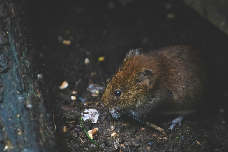 a mouse that is sitting in the dirt, by Adam Marczyński, pexels contest winner, renaissance, a cozy, hunting, mixed art, slightly pixelated