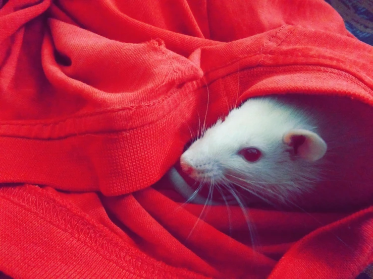 a white rat sitting inside of a red blanket, by Anna Haifisch, featured on reddit, wearing sweatshirt, extreme contrast, pits, hibernation capsule close-up