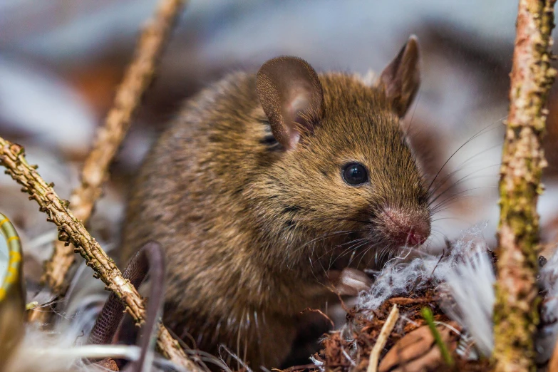 a brown mouse sitting on top of a pile of snow, by Joseph Severn, pexels contest winner, renaissance, portrait of a small, australian, moss, tiny sticks