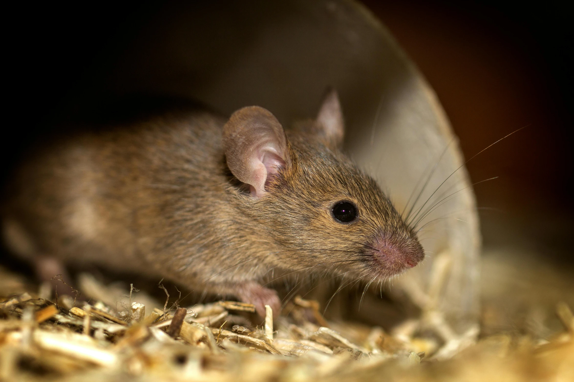 a brown mouse sitting on top of a pile of hay, a portrait, shutterstock, renaissance, microscopy, australian, portrait image, sharp focus »