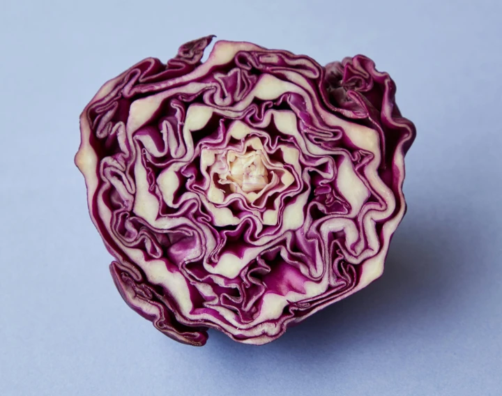 a red cabbage cut in half on a blue surface, by Jessie Algie, arabesque, single, frill, on grey background, miniature product photo