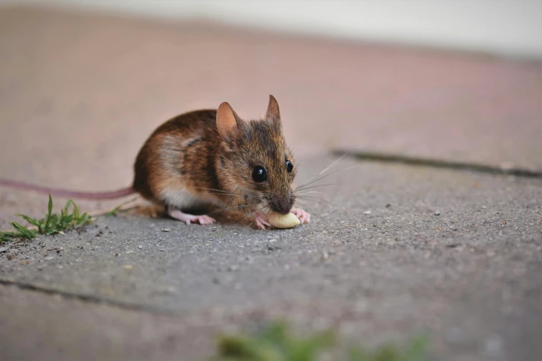 a mouse eating a piece of food on the ground, pexels contest winner, photorealism, brown, small, australian, print ready