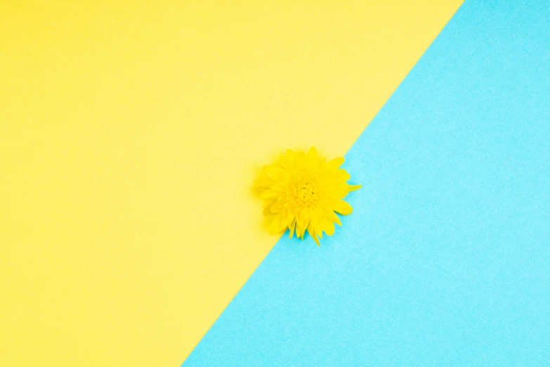 a single yellow flower on a blue and yellow background, trending on unsplash, postminimalism, material design, teal paper, 15081959 21121991 01012000 4k, instagram post