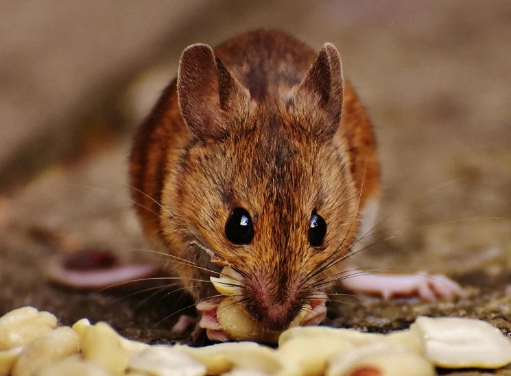 a mouse that is eating some food on the ground, pexels contest winner, renaissance, brown, pasta, australian, portrait of small