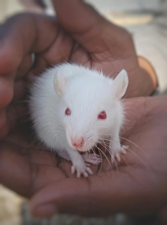 a close up of a person holding a white mouse, by Sam Dillemans, hindu, human-animal hybrid, staring into the camera, ratz