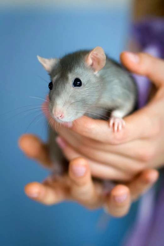 a person holding a small rat in their hands, by Paul Davis, shutterstock, grey matter and neurons, pale blue skin, do, an enormous