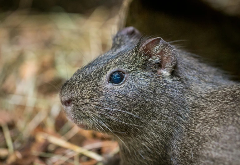 a close up of a small animal on the ground, tufty whiskers, quechua, truncated snout under visor, australian