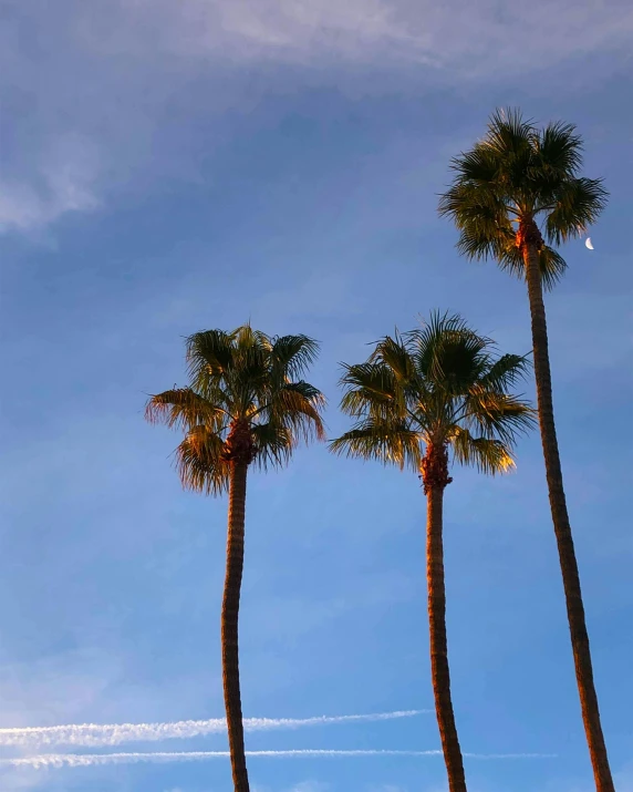 three palm trees in front of a blue sky, by Nathalie Rattner, unsplash, the city of santa barbara, humid evening, snapchat photo, multiple stories