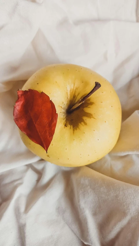 an apple with a leaf sticking out of it, inspired by Elsa Bleda, unsplash, renaissance, yellowed, renato muccillo, round-cropped, 15081959 21121991 01012000 4k