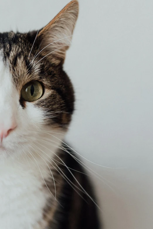 a close up of a cat looking at the camera, with a white nose, looking off to the side, on a pale background, whiskers hq