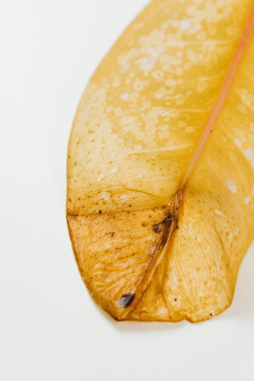 a close up of a banana leaf on a white surface, by Ellen Gallagher, eating rotting fruit, cysts, f / 2 0, brown