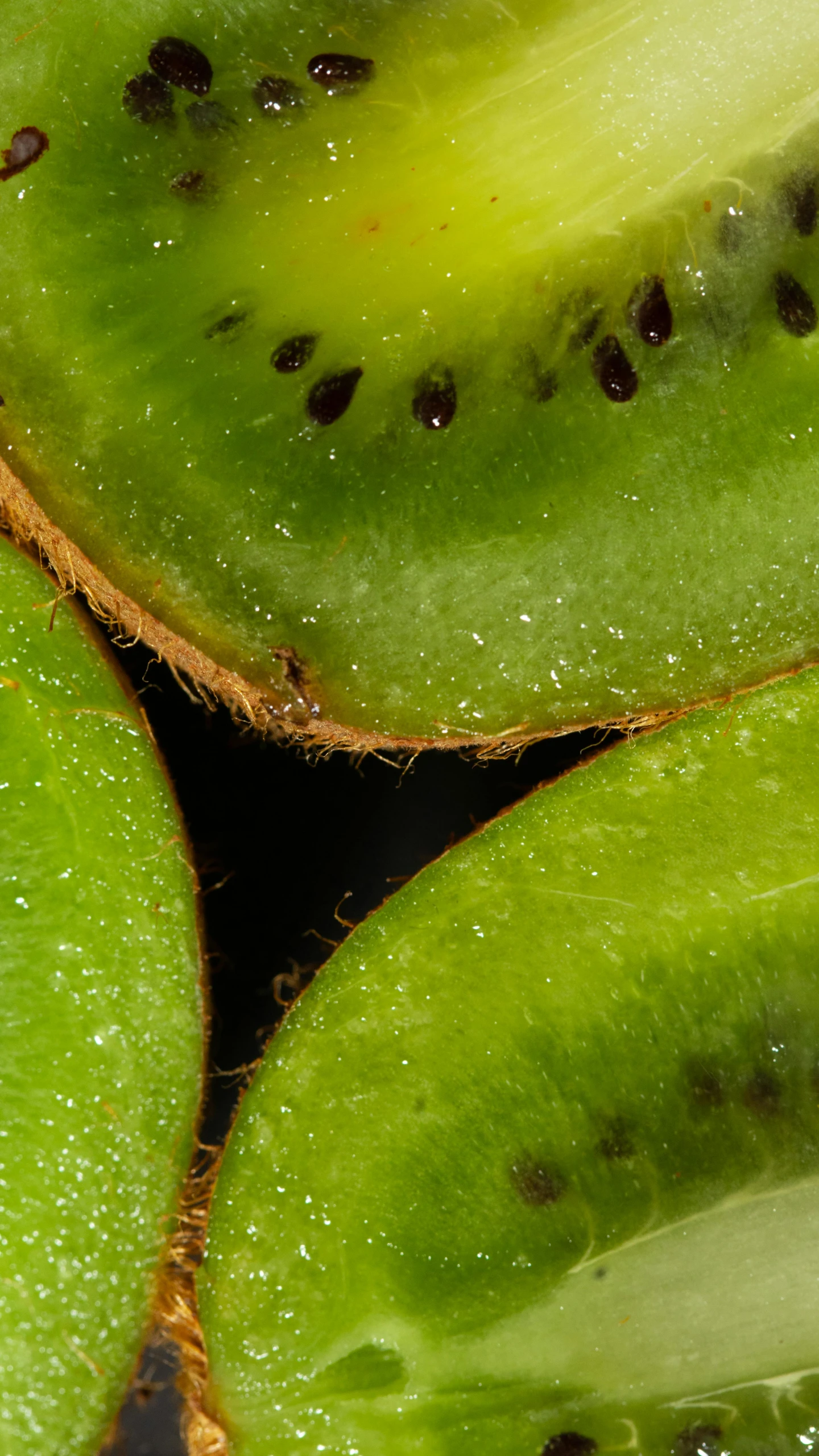 a close up of a kiwi fruit cut in half, a macro photograph, trending on pexels, hurufiyya, black and green, thumbnail, shot on sony a 7, macro photography 8k