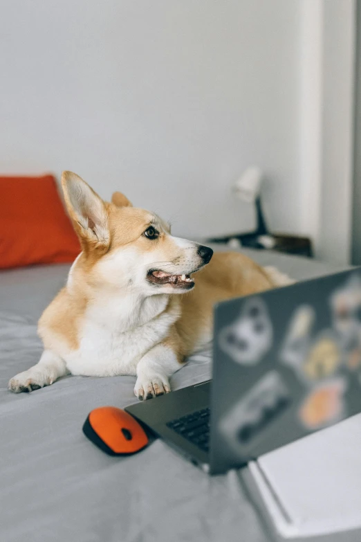 a dog laying on top of a bed next to a laptop, trending on pexels, corgi cosmonaut, tabletop gaming, a still of a happy, majestic sweeping action