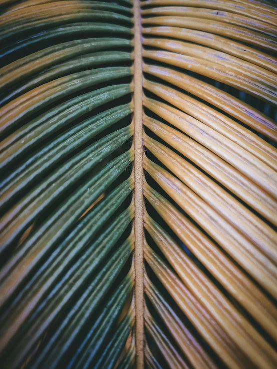 a close up of a palm leaf, unsplash, detailed medium format photo, multiple stories, brown, multicoloured