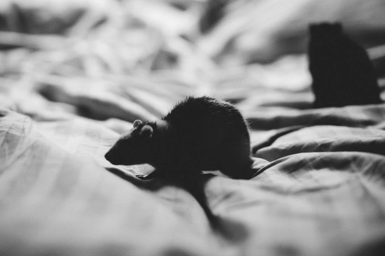 a black and white photo of a rat on a bed, by Emma Andijewska, unsplash, miniature animal, 1024x1024, hunting, a dream