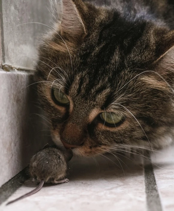 a close up of a cat with a mouse in it's mouth, by Emma Andijewska, pexels contest winner, multiple stories, grey, small, decorative