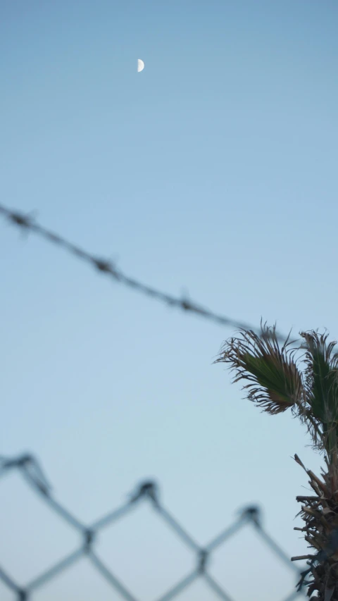 a bird sitting on top of a tree next to a barbed wire fence, inspired by Max Dupain, hurufiyya, palms, cinematic shot ar 9:16 -n 6 -g, low detail, spitfire