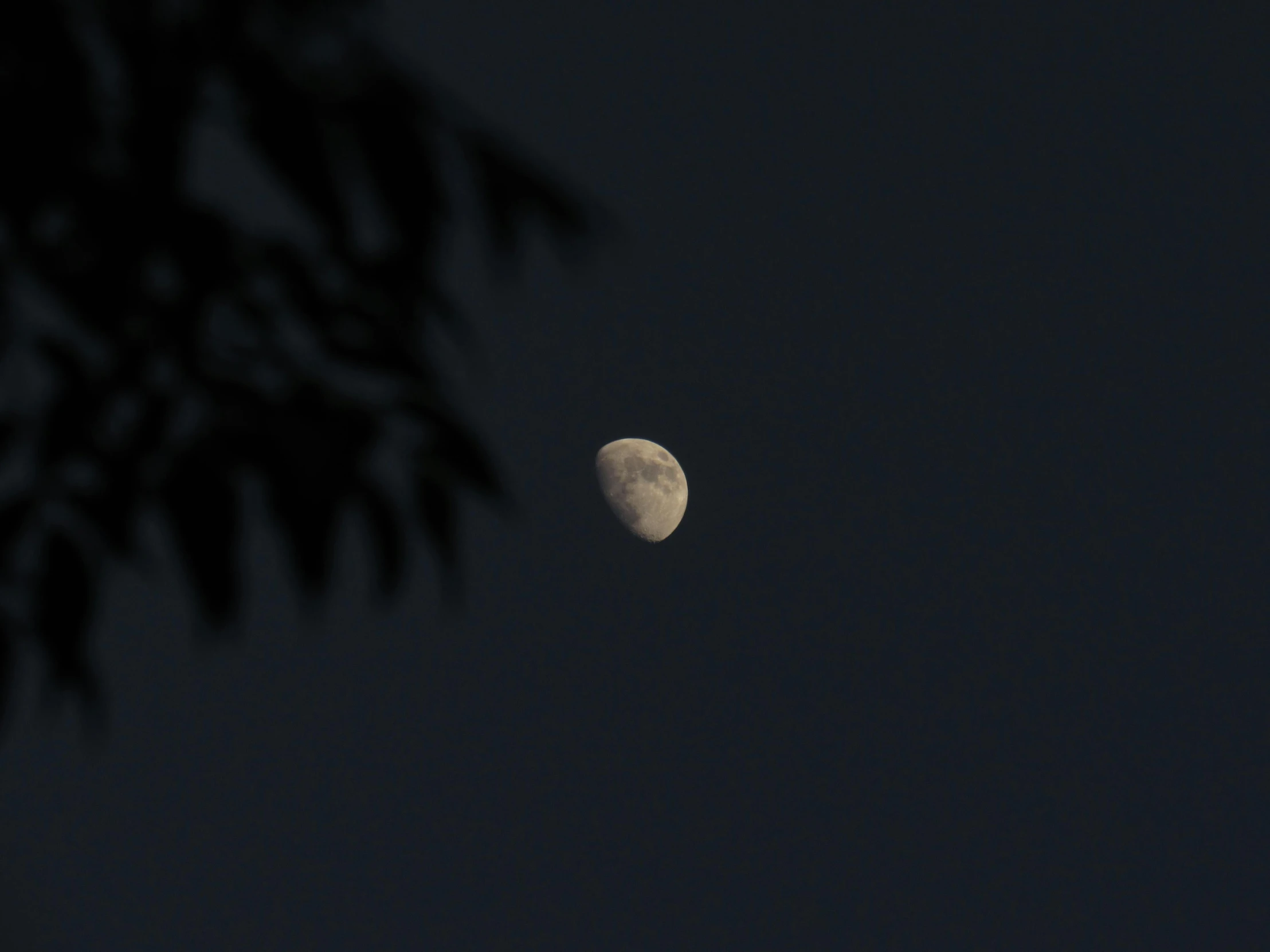 the moon is seen through the branches of a tree, a picture, unsplash, hurufiyya, distant - mid - shot, outdoor photo, shot from roofline, slight haze