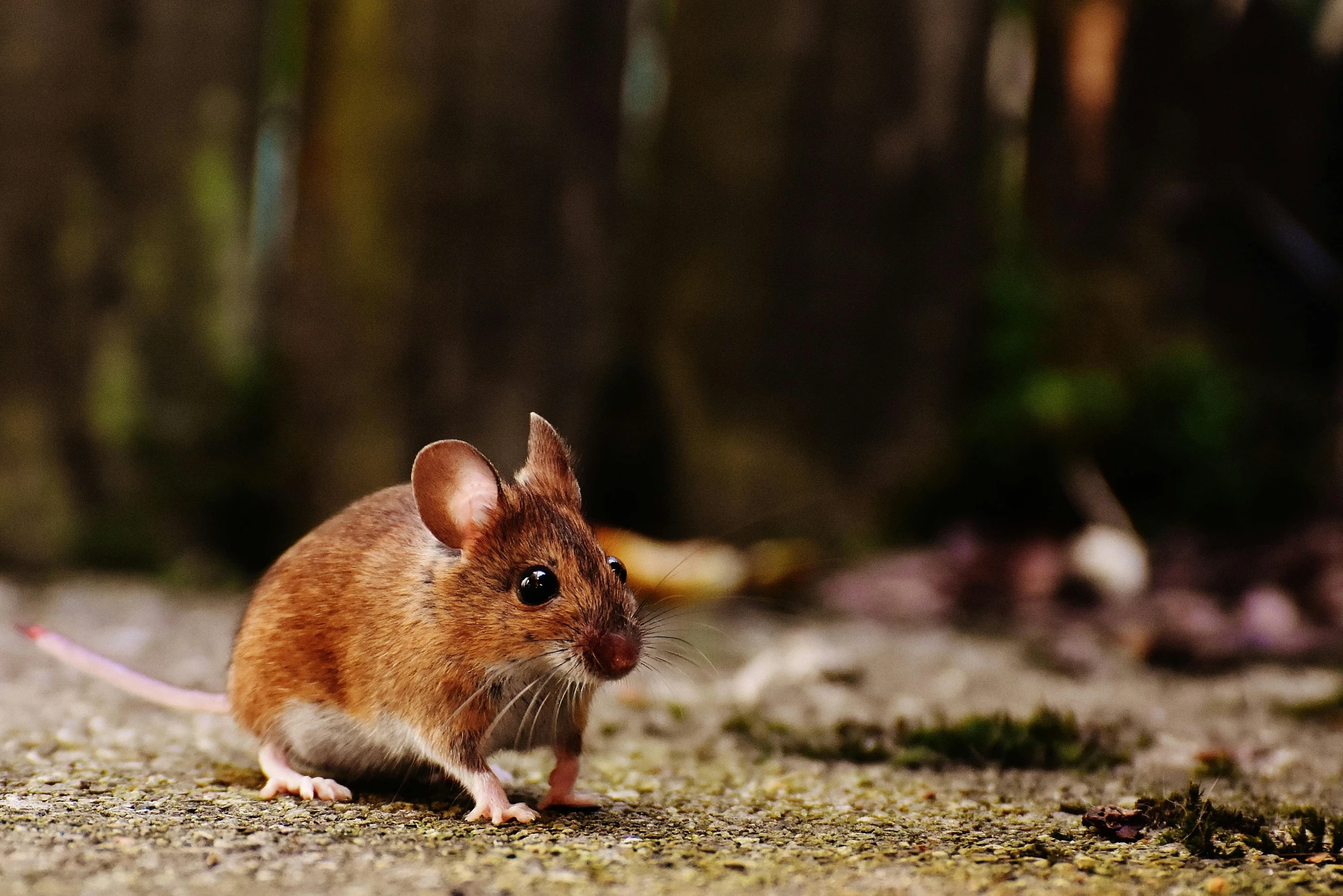 a close up of a mouse on the ground, pexels contest winner, renaissance, cute forest creature, profile pic, ilustration, walking towards the camera