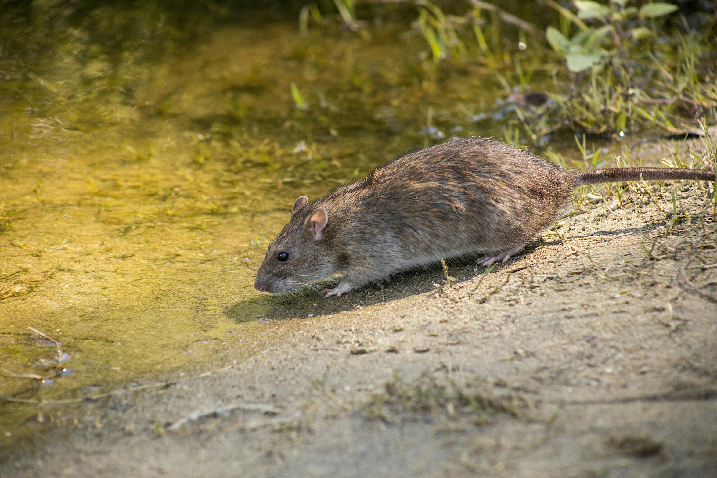 a rat sitting on top of a sandy beach next to a body of water, unsplash, renaissance, in a pond, very thirsty, australian, museum quality photo