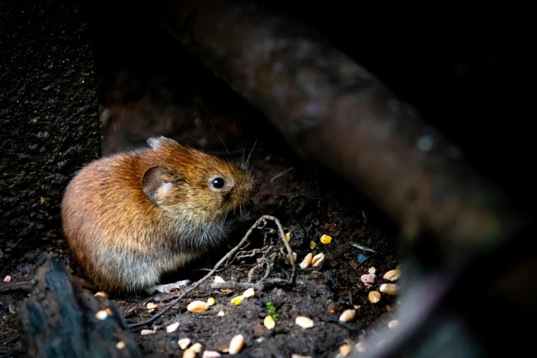 a mouse that is sitting in the dirt, by Joseph Severn, pexels contest winner, renaissance, a photograph of a rusty, underground, hunting, illustration