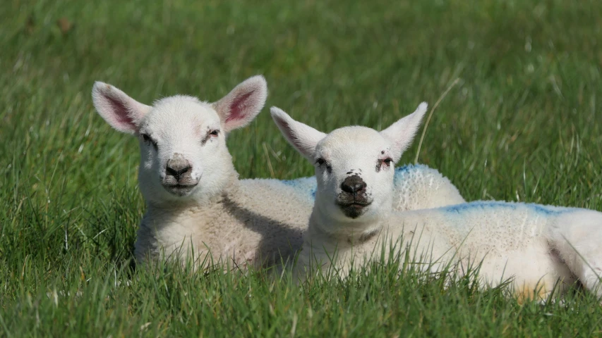 a couple of sheep laying on top of a lush green field, facing the camera, pale pointed ears, picton blue, maternal