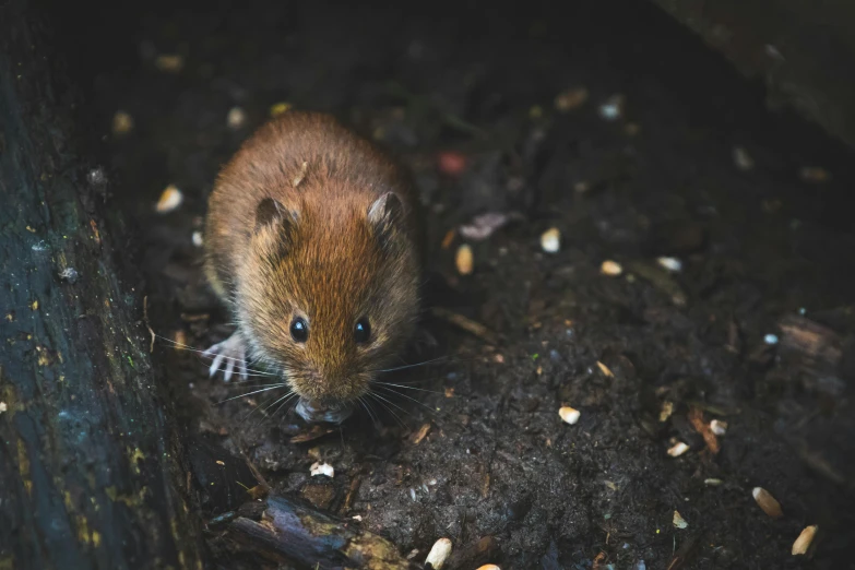 a small rodent sitting on top of a pile of dirt, pexels contest winner, renaissance, high angle close up shot, gardening, hunting, portrait of a small