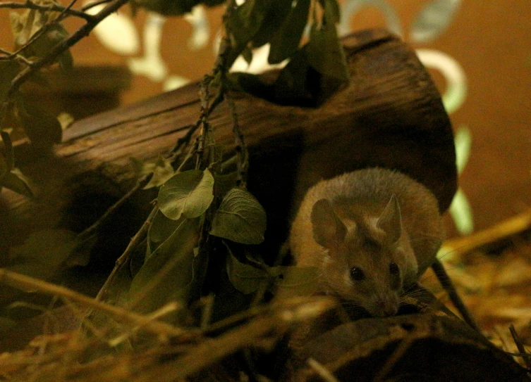 a mouse sitting on top of a piece of wood, biodome, photo taken at night, amongst foliage, indoor