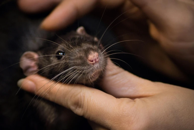 a close up of a person holding a rat, whiskers, neuroscience, black, grey