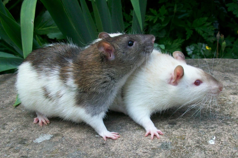 two rats sitting next to each other on a rock, an album cover, by Elizabeth Durack, unsplash, renaissance, white with chocolate brown spots, tungsten, male and female, taken in the late 2010s