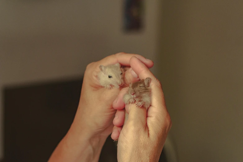 a person holding a small hamster in their hands, by Winona Nelson, trending on pexels, photorealism, hybrid of mouse and cat, australian, hatched ear, two male