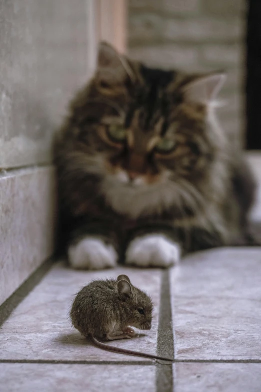 a cat laying on the floor next to a dead mouse, flickr, getty images, hiding behind obstacles, 1999 photograph, fluffy