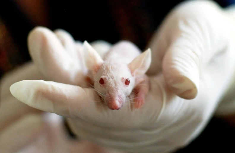 a close up of a person holding a mouse, intense albino, made of lab tissue, large ears, made of nanomaterials