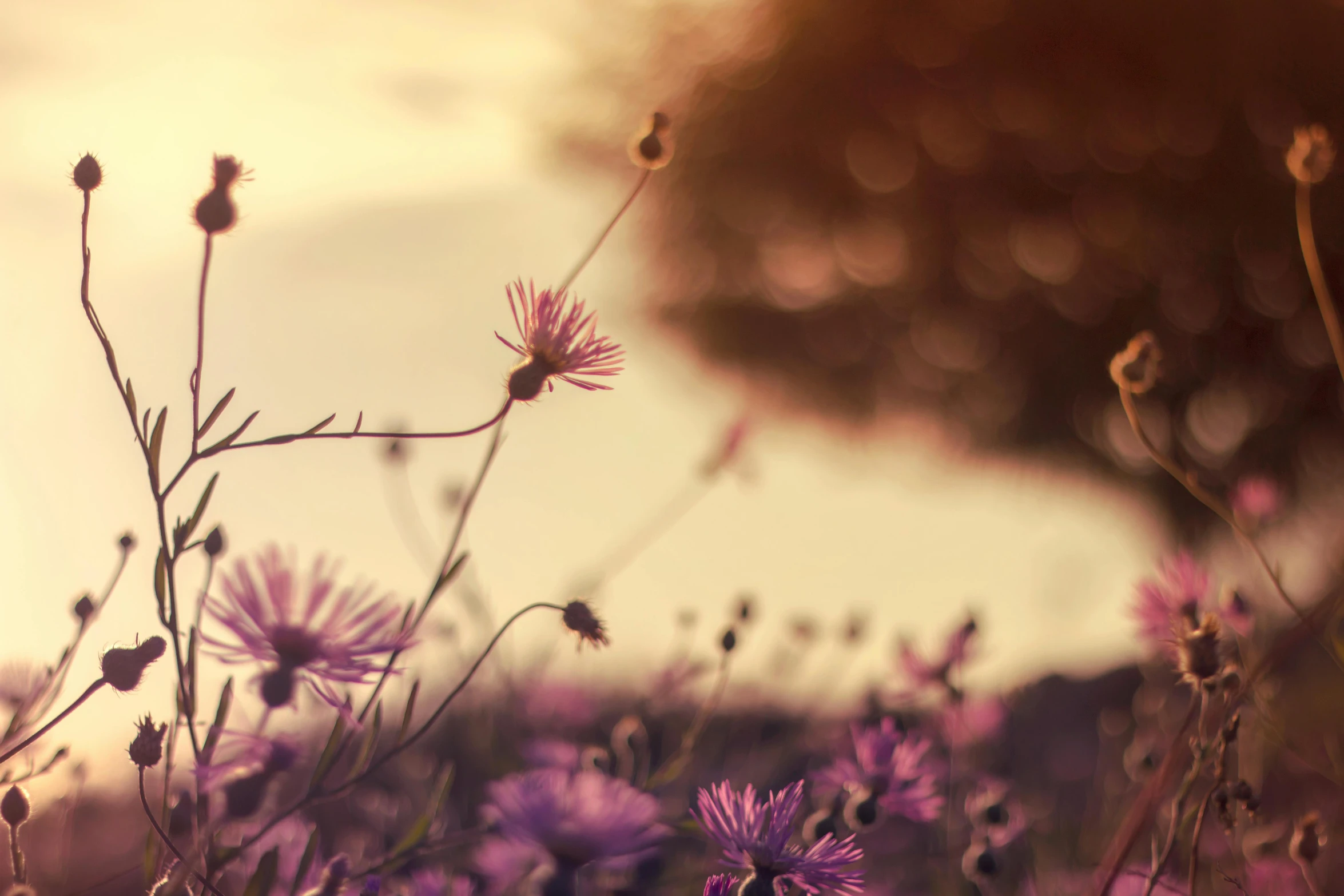 a field of purple flowers with a tree in the background, by Eglon van der Neer, trending on unsplash, romanticism, vintage glow, soft light 4 k in pink, flowers and butterflies, thistles