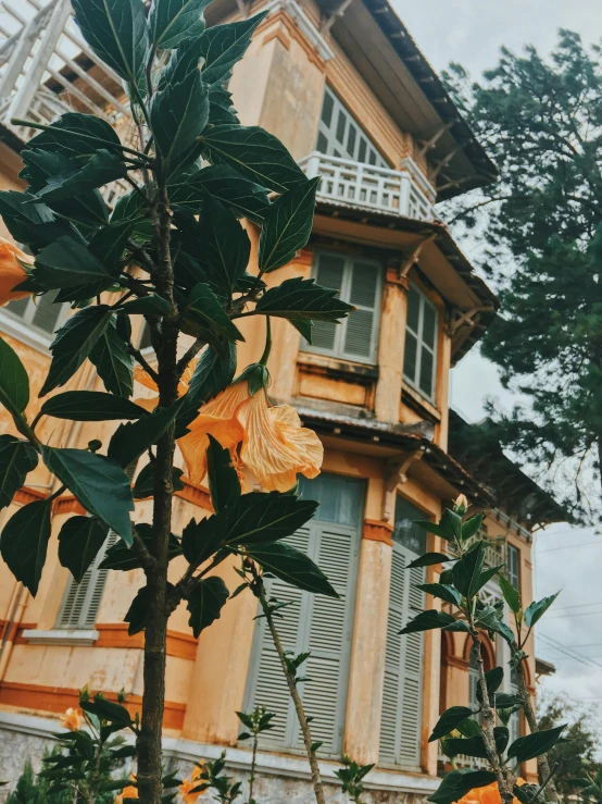 a building with yellow flowers in front of it, a picture, unsplash, art nouveau, in style of lam manh, trending on vsco, rose garden, 🐿🍸🍋