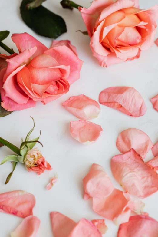 pink rose petals scattered on a white surface, a still life, by Kristin Nelson, trending on unsplash, pink orange flowers, low detail, romantic lead, perky woman made of petals