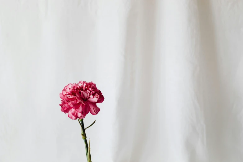 a single pink flower in a vase on a table, unsplash, postminimalism, white backdrop, carnation, alizarin curtains, tall thin