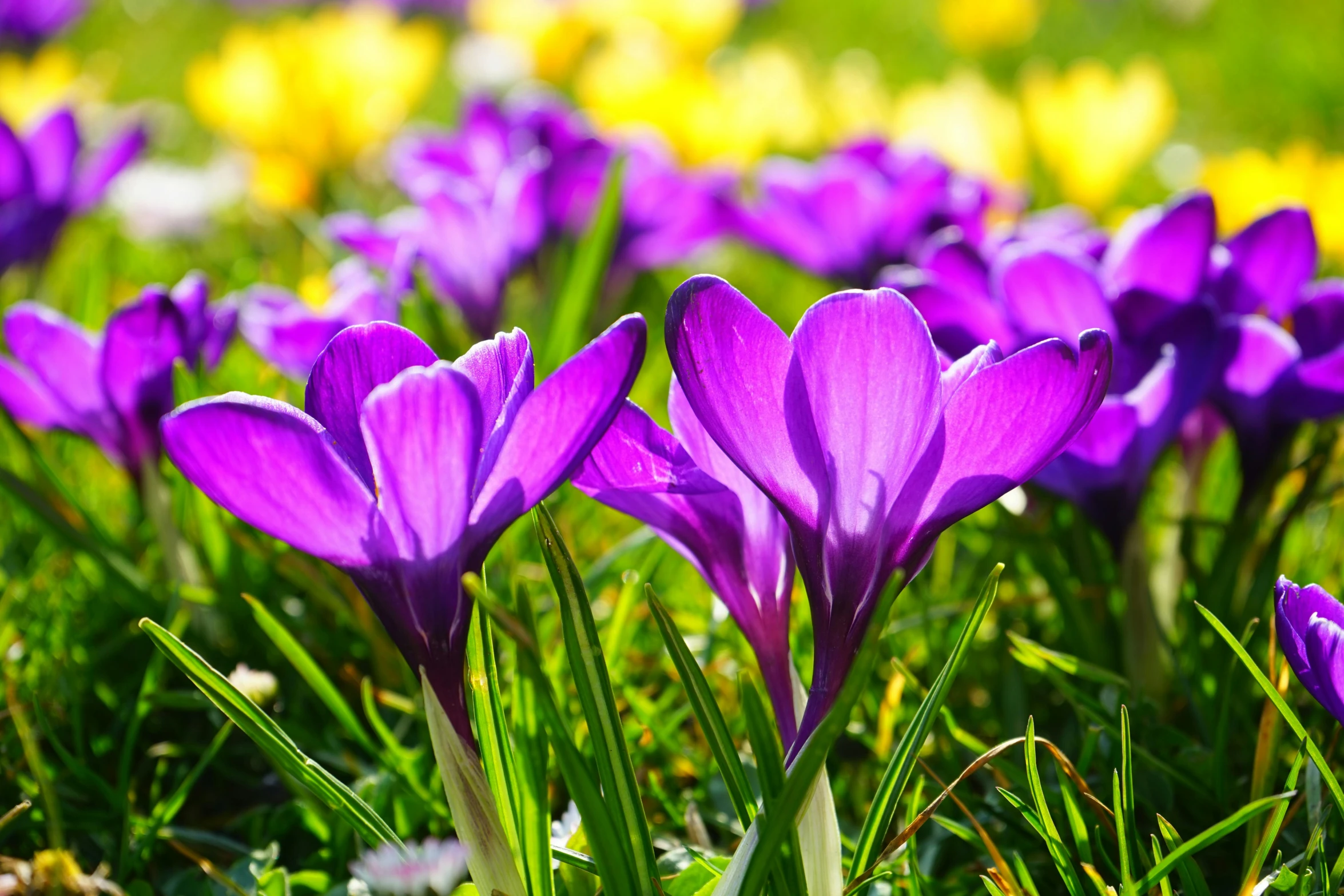 a field full of purple and yellow flowers, by Sam Dillemans, shutterstock, perfect spring day with, celebration, warm sunshine, youtube thumbnail