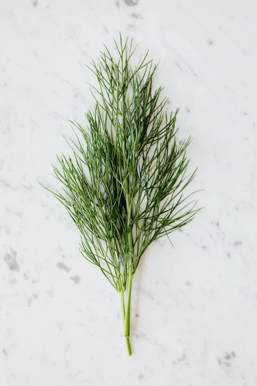 a close up of a green plant on a white surface, rasquache, asparagus, arrendajo in avila pinewood, seafoam green, three quarter profile