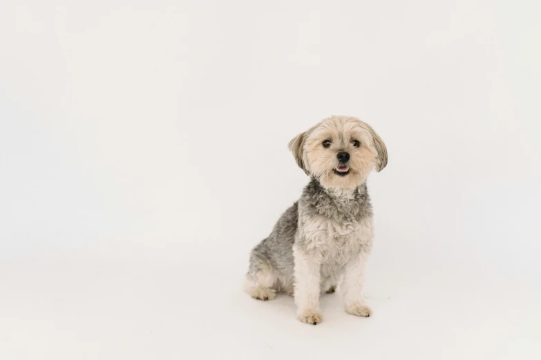 a small dog sitting on top of a white floor, by Emma Andijewska, trending on unsplash, gray haired, in front of white back drop, slightly pixelated, smiling for the camera