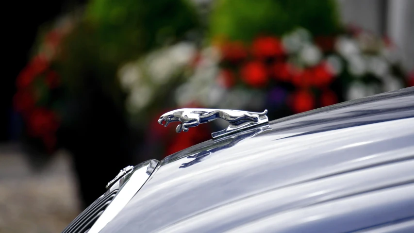 a close up of a car hood ornament with flowers in the background, by David Simpson, unsplash, jaguar, smooth streamline, in the sun, replica model
