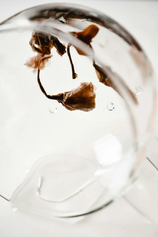 a close up of a wine glass on a table, inspired by Méret Oppenheim, process art, dried leaves, ignant, transparent water, detailed product image