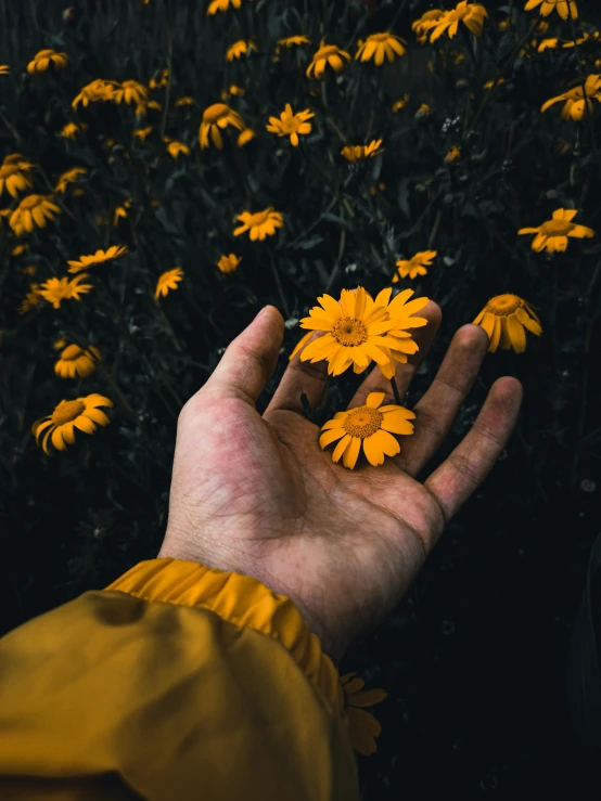 a person standing in front of a field of yellow flowers, inspired by Elsa Bleda, trending on unsplash, aestheticism, single pair of hands, on a dark background, holding a 🛡 and an 🪓, flowers growing out of his body