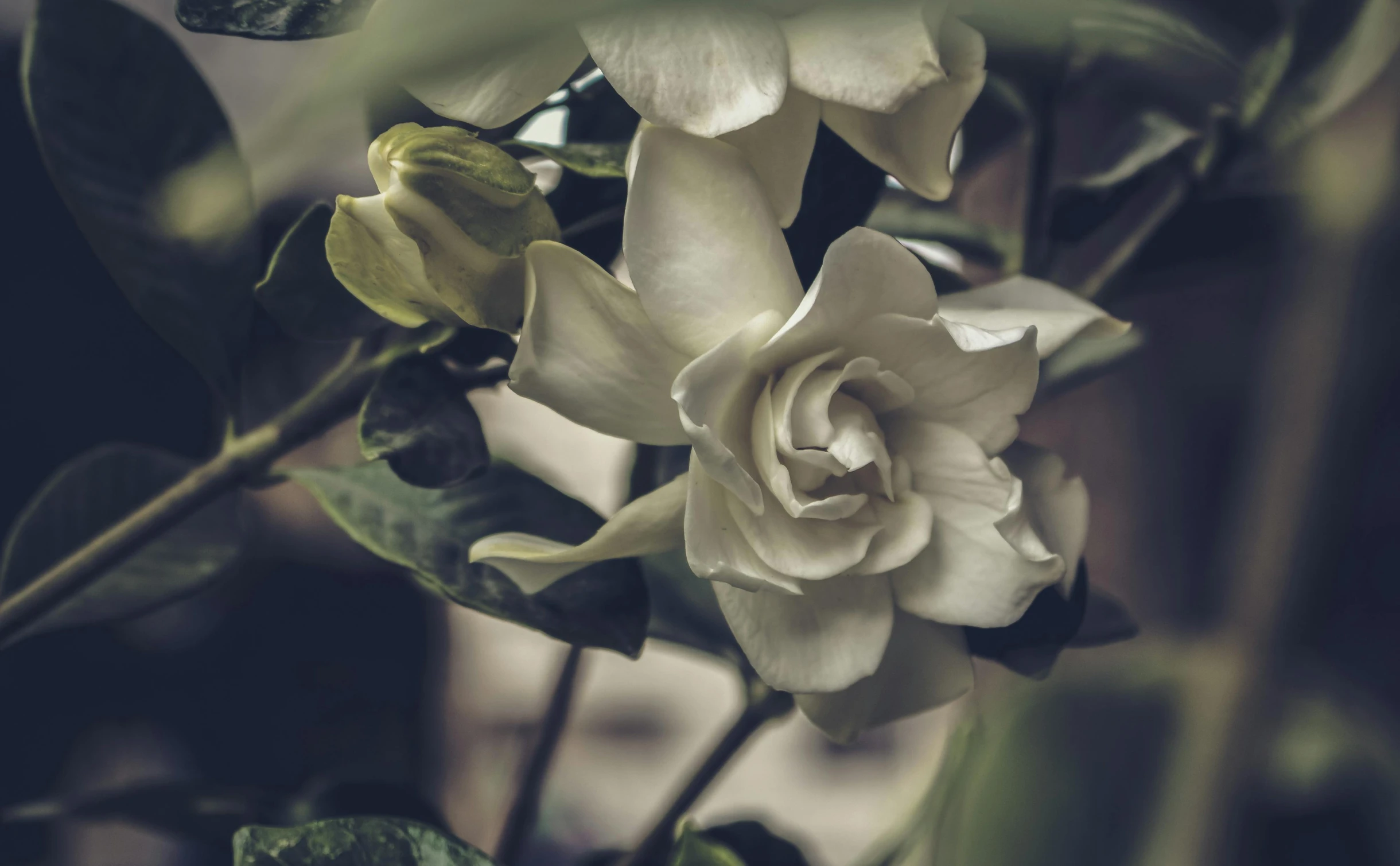 a white flower sitting on top of a green plant, a black and white photo, inspired by Elsa Bleda, trending on unsplash, magnolias, in muted colours, porcelain skin ”, lush surroundings