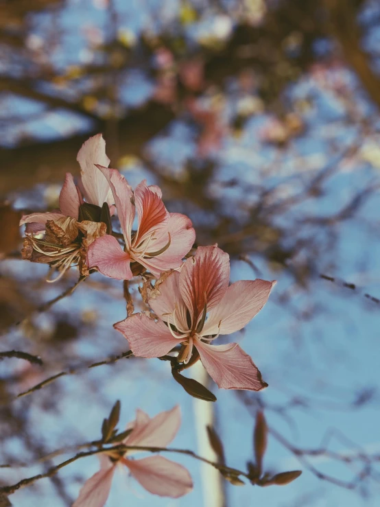 a tree branch with pink flowers against a blue sky, an album cover, trending on unsplash, visual art, lily flowers, portrait photo, photographed on damaged film, 🌸 🌼 💮