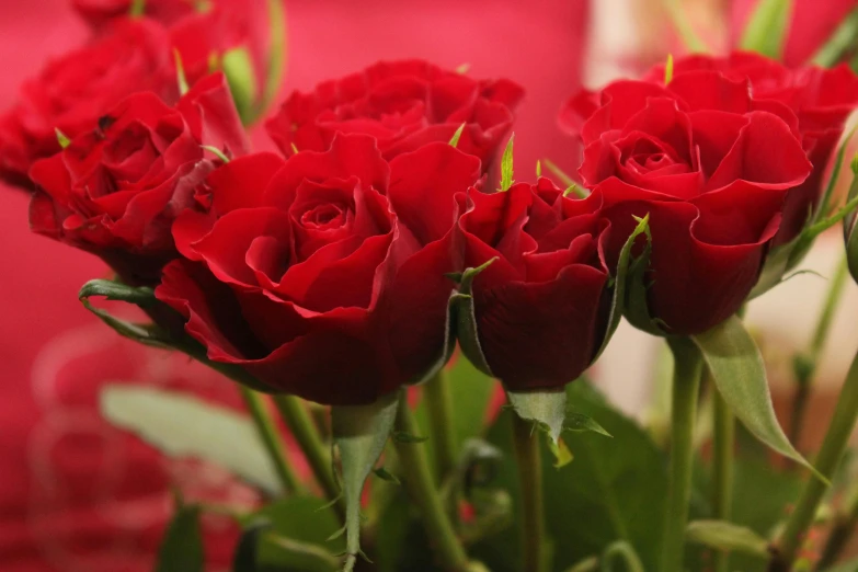 a bunch of red roses in a vase, by Gwen Barnard, pexels, middle close up, close together, islamic, zoomed in