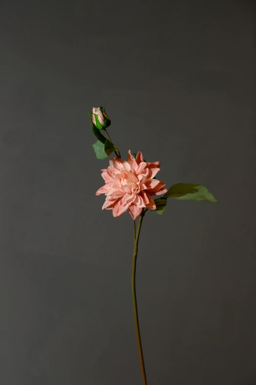 a single pink flower in a vase on a table, unsplash, sōsaku hanga, ultra realistic detail, made of silk paper, dahlias, large tall