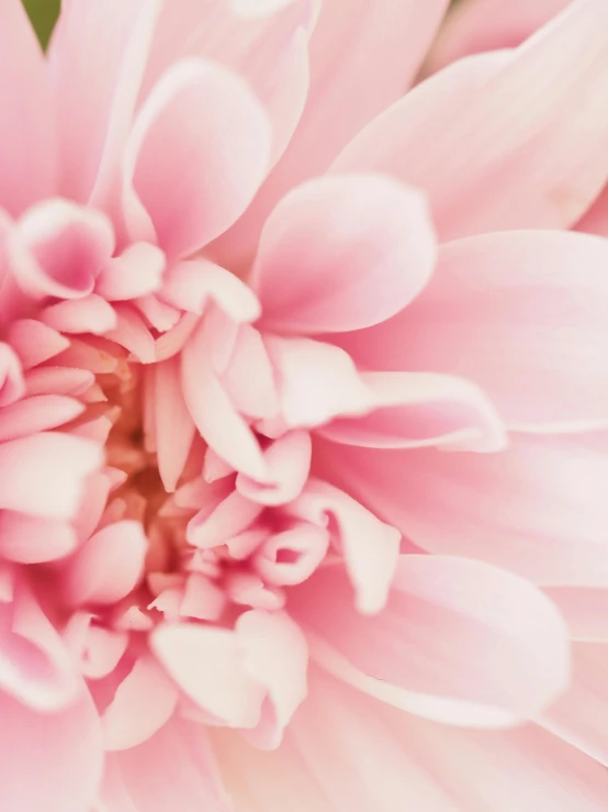 a close up view of a pink flower, promo image, ((pink)), light blush, detailed product shot