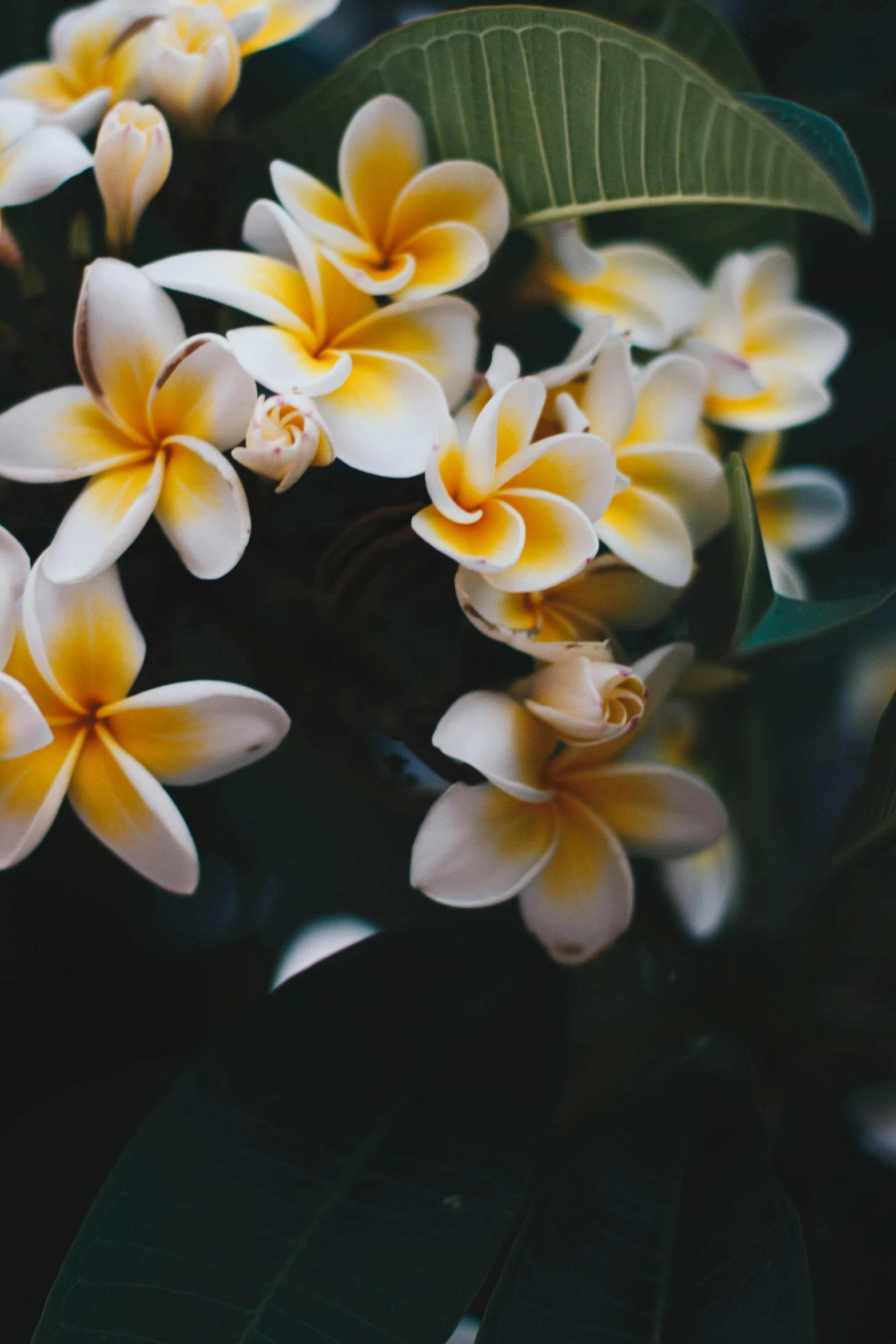 a bunch of yellow and white flowers on a tree, trending on unsplash, tropical mood, paul barson, multiple stories, hawaii